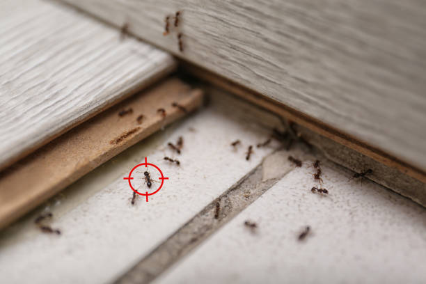 Best Pest Control Near Me  in Linden, MI